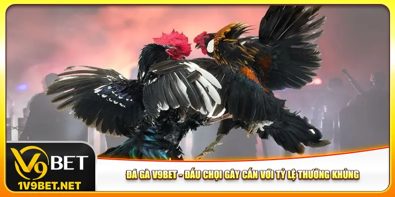 da-ga-v9bet-dau-choi-gay-can-voi-ty-le-thuong-khung