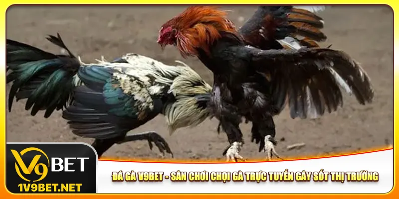 Đá gà V9bet - Sân chơi chọi gà trực tuyến gây sốt thị trường