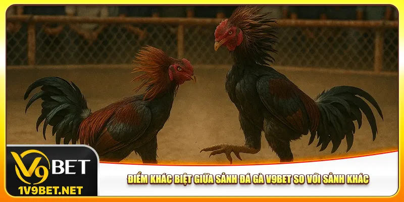 Điểm khác biệt giữa sảnh đá gà V9bet so với sảnh khác